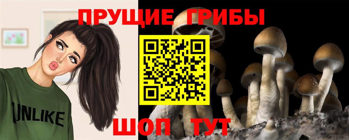 Псилоцибиновые грибы Psilocybine cubensis  Вход с VPN  Верхний Уфалей 